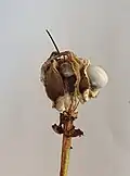 Capsule fruit of Crinodendron hookerianum