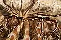 Crinoid crab one of Pilumnidae Family at Wakatobi National Park, 2018[5]