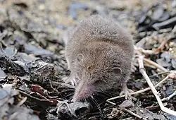 Brown shrew