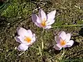 Crocus