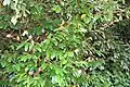 Cryptocarya stocksii