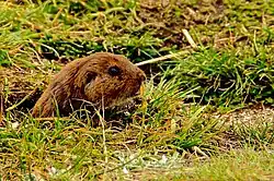 Brown rodent head