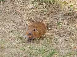 Brown rodent