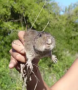 Brown rodent