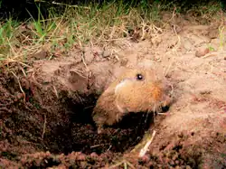 Brown rodent