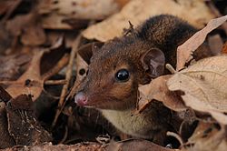 Brown opossum