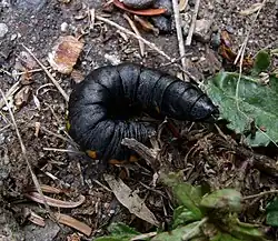 Cucullia intermedia