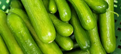 Cucumber plant