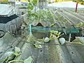 A vining cultivar growing up to a roof