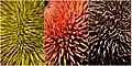 Cullenia exarillata fruit in different stages