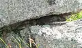 Two Cunningham's spiny-tailed skinks resting on granite boulders, the spiny keel of the scales can be seen on the tail.