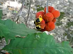 Dehiscing fruit