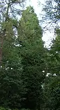 A 35-m-tall tree