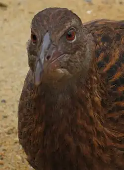 Weka on Ulva Island, off Stewart Island, New Zealand.