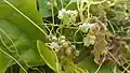Cuscuta reflexa flowers