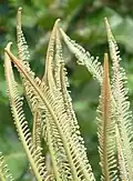 Young shoots