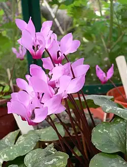C.&nbsp;repandum subsp. rhodense, syn. C.&nbsp;rhodium