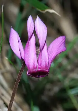 C.&nbsp;purpurascens