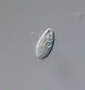 Cyclidium glaucoma