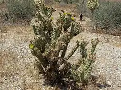 Habit