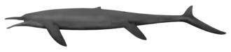 Cymbospondylus petrinus