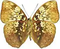 C. hyarbita hyarbita ventral side