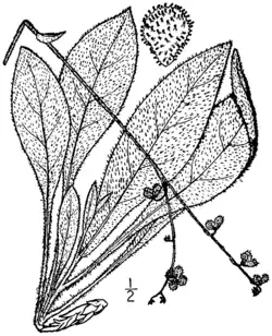 Illustration from Briton and Brown 1913