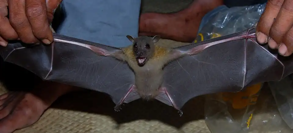 Brown bat