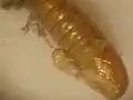 pupal case