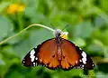 Danaus chrysippus feeding on Tridax procumbens in Bandung West Java, Indonesia.