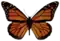 Danaus_plexippus-transparent