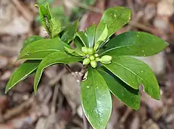 leaves