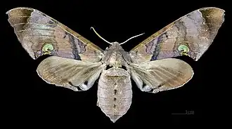Female dorsal view
