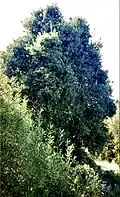 Crown of full-grown arborescent specimen growing in Curacautín, Chile