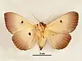 Female, ventral view