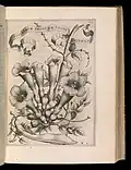 De Florum Cultura, 1633, engraving. The Metropolitan Museum of Art.