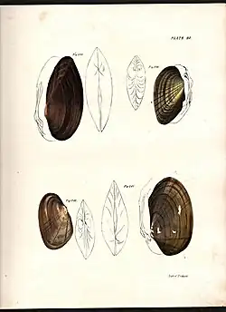 Mollusca Plate 20