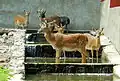 European fallow deer