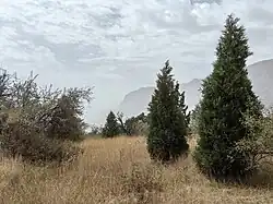 Cemetery