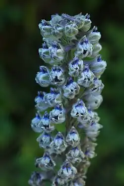Delphinium californicum ssp. californicum.