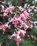 Dendrobium Margaret Thatcher, a hybrid belonging to the section Spatulata