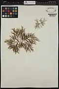 Collected and pressed samples 1965