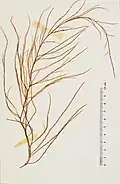 Collected and pressed sample 1988