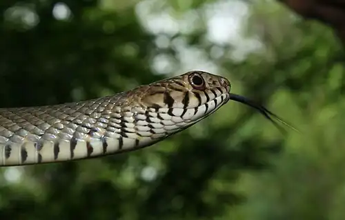 Head