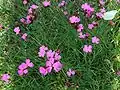 Carthusian pink.