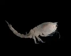 Diastylis bradyi (Cumacea)