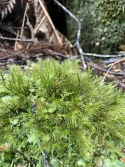 A green moss centered in the image