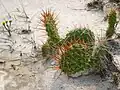 Dinosaur Provincial Park