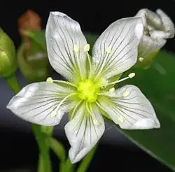 Closeup of flower ( 20 mm in diameter)
