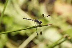 Male